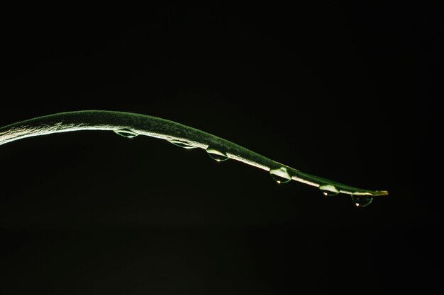 Hoja de hierba con gotas de agua