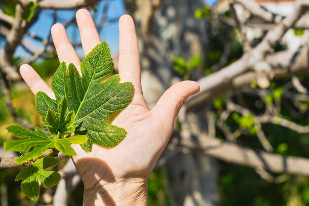 Hoja de higuera en la palma de una mujer hojas jóvenes de primavera y primeros frutos en un espacio de rama para una idea de texto para una postal o fondo Vacaciones de primavera en el Egeo