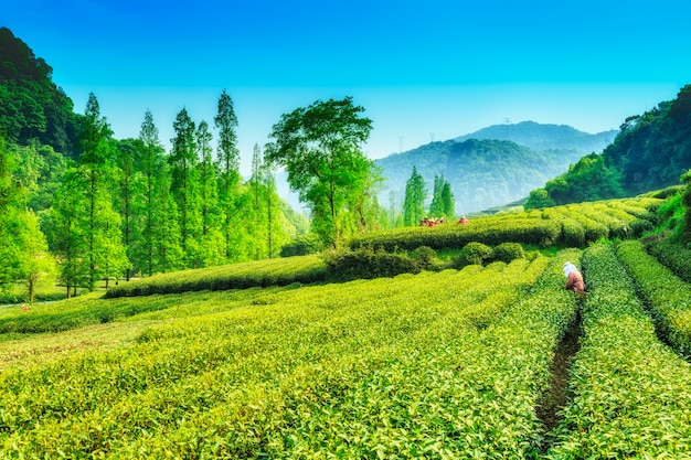 Hoja industria tierra orgánica hembra