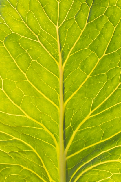 Hoja de lechuga fresca de primer plano