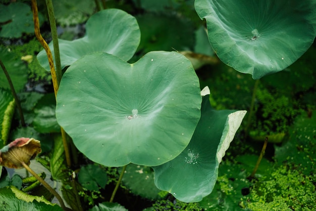 hoja de loto en la piscina