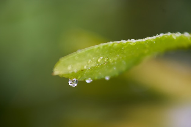 hoja macro planta primer húmeda