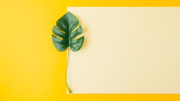 Hoja de monstera cerca del papel en blanco sobre fondo amarillo