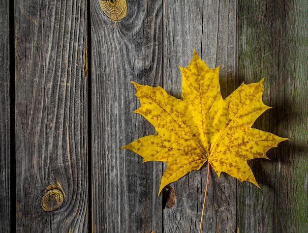 Hoja de otoño amarillo sobre la superficie de madera vieja