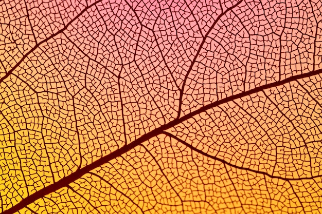 Hoja de otoño naranja abstracta