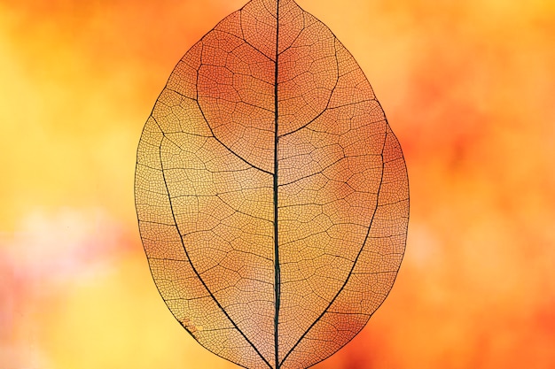 Hoja de otoño naranja transparente abstracto