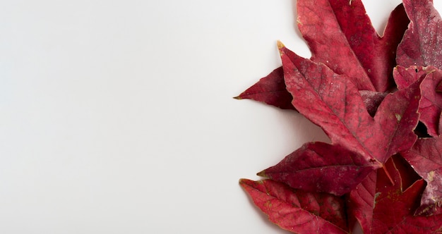 Hoja de otoño de primer plano con espacio de copia