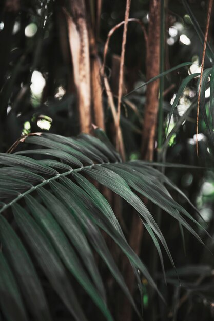 Hoja de palma tropical