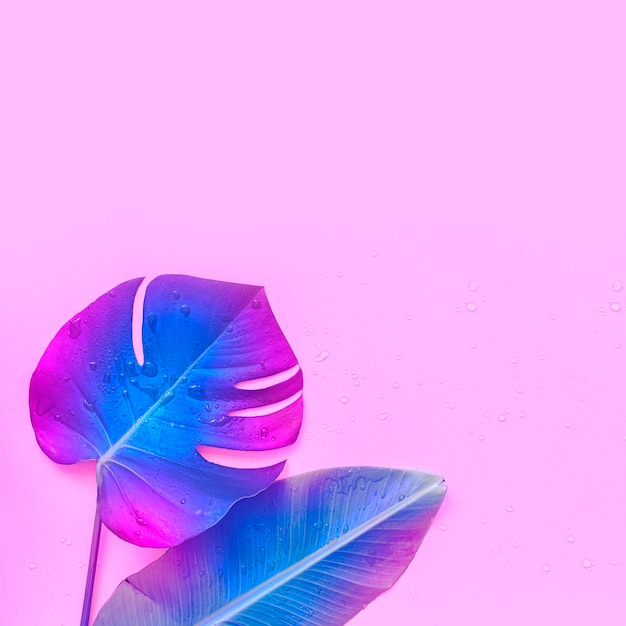 Foto gratuita hoja de palmera tropical de neón sobre un fondo rosa el lugar está vacío en la foto para su texto concepto de moda minimalista vibrante