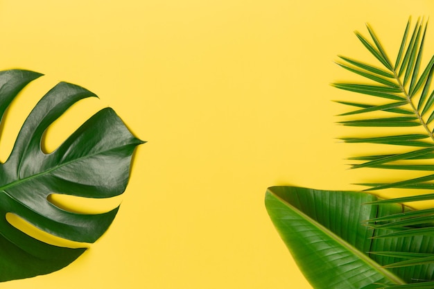 Foto gratuita hoja de palmera tropical sobre un fondo amarillo concepto de moda minimalista vibrante