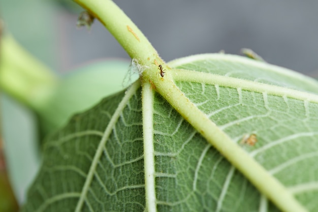 Foto gratuita hoja de parra verde en árbol en el jardín.