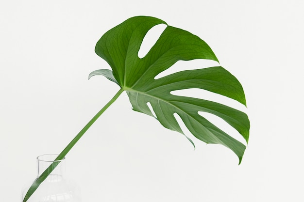 Hoja de la planta Monstera delicosa sobre un fondo blanco.