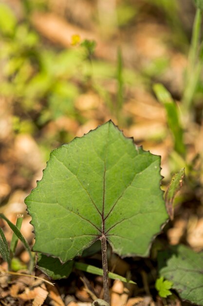 Hoja de primer plano con fondo de bosque desenfocado