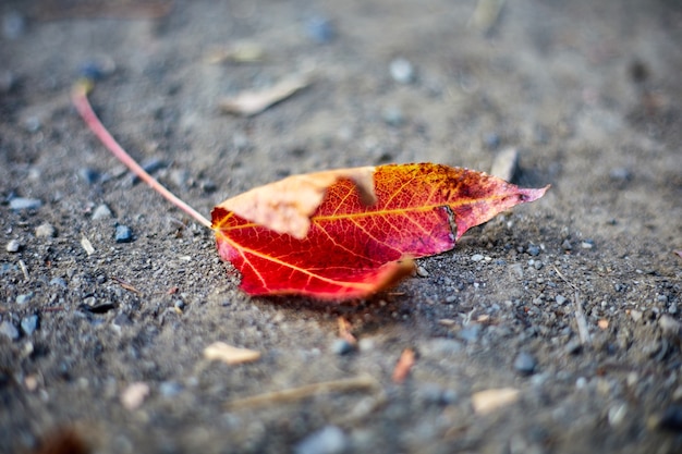 Hoja roja y amarilla