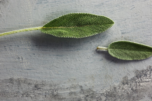 Hoja de salvia fresca y orgánica sobre mesa gris