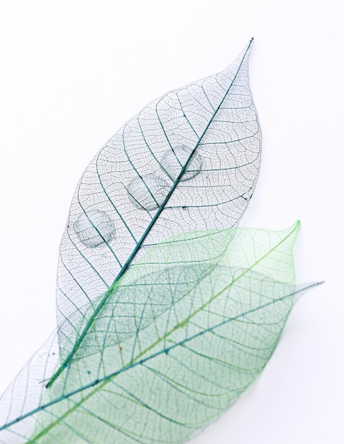 Hoja sobre la mesa