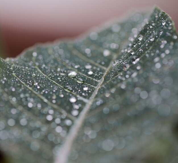 Hoja de textura macro de hoja verde grande con gotas de agua close-up