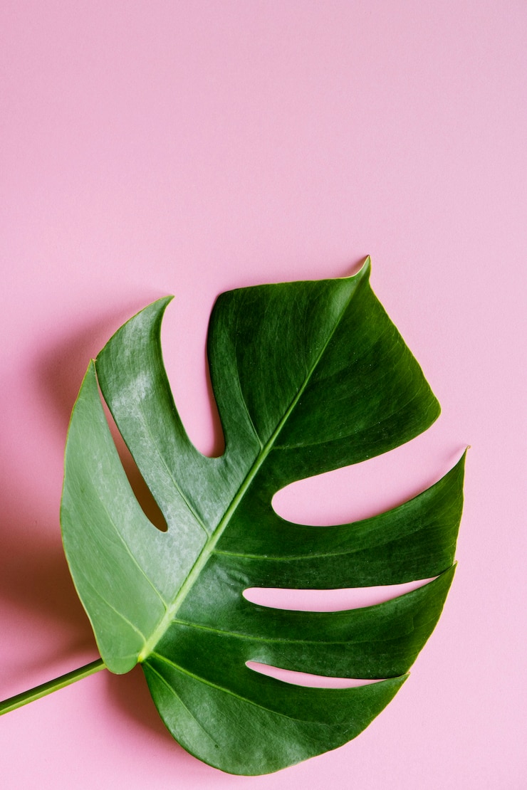 Foto gratuito hoja tropical en fondo rosado