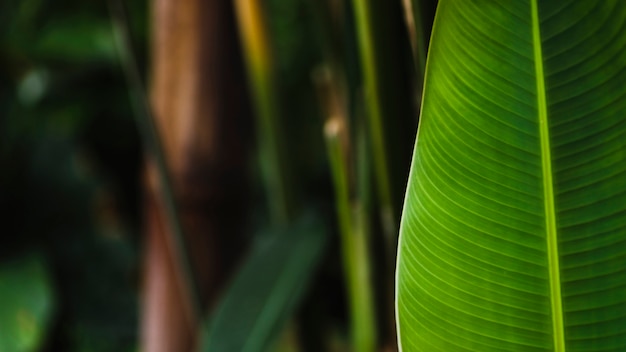 Hoja tropical en el jardín