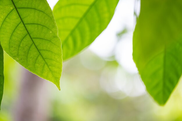 Hoja verde en el bosque.