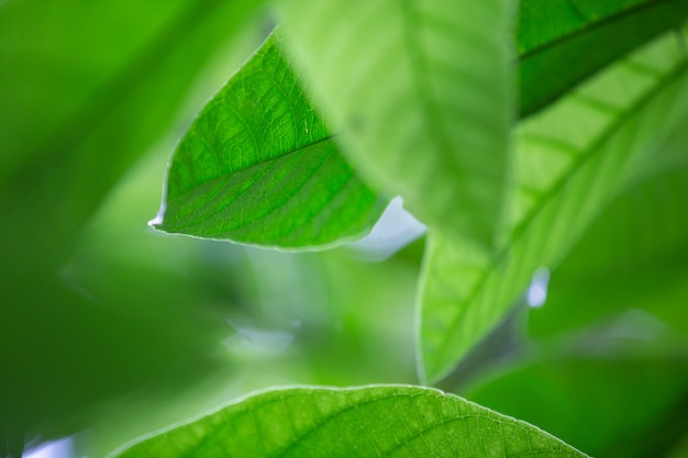 Hoja verde en el bosque.