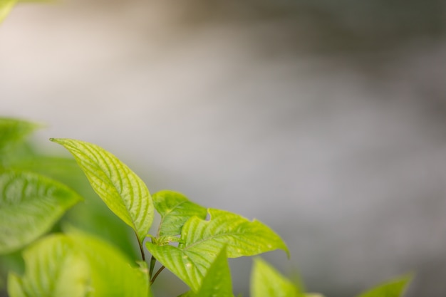 Hoja verde en el bosque.