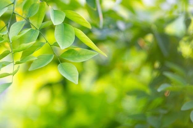 Hoja verde en el bosque.