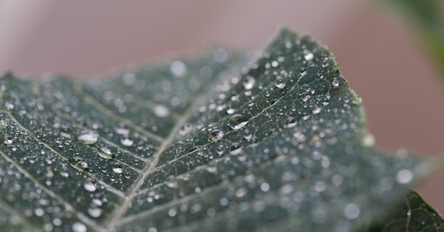 Hoja verde de cerca con gotas de agua