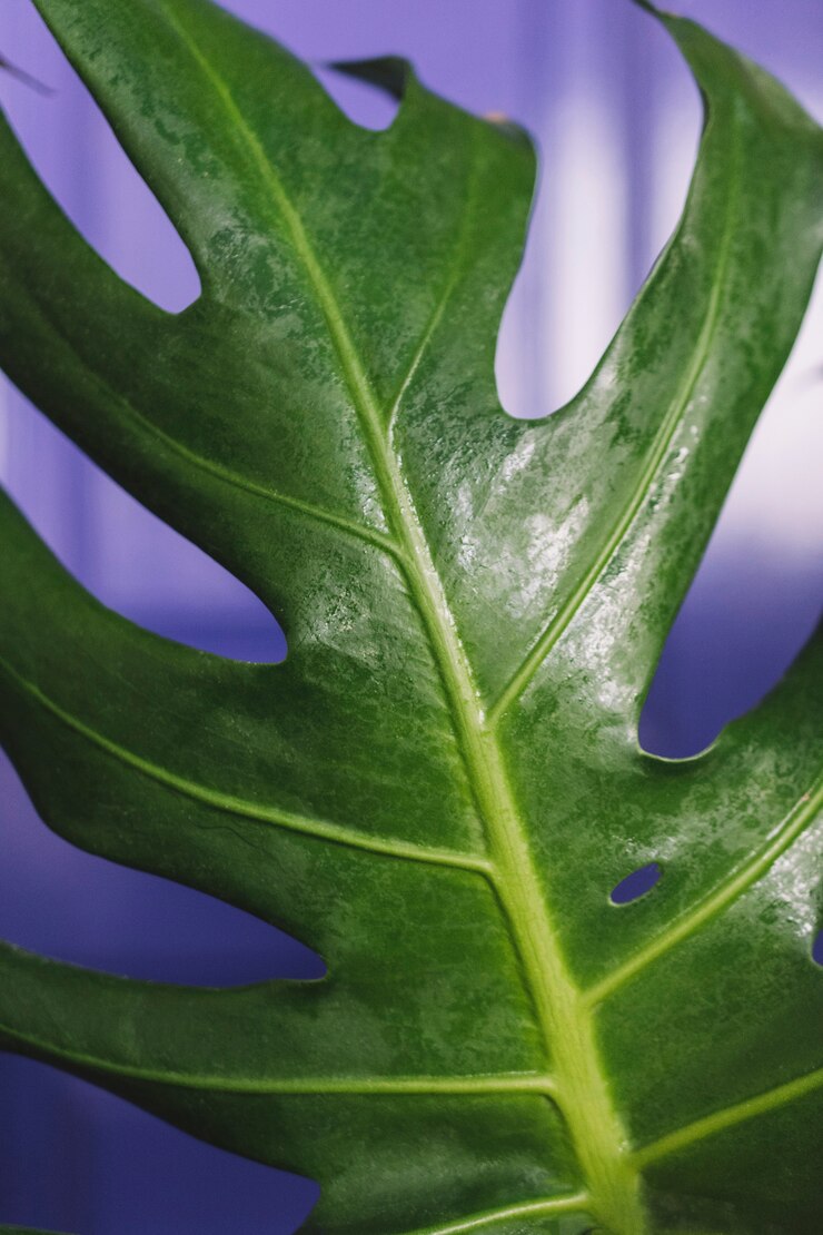 Foto gratuito hoja verde detallada