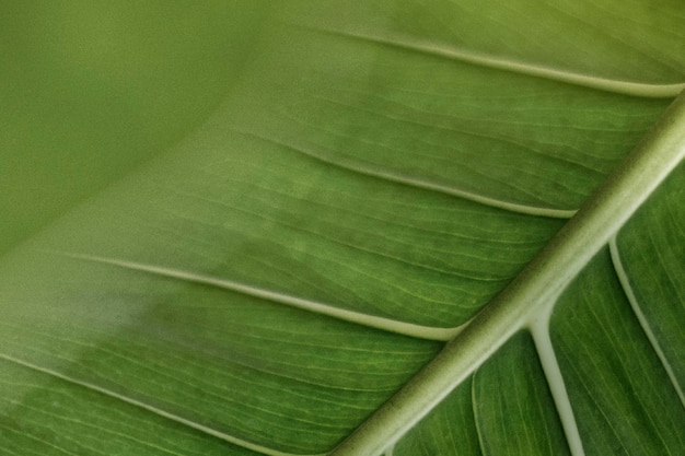 Hoja verde con fotografía macro de venas