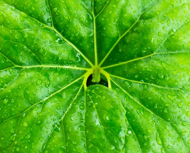 Hoja verde con gotas de agua