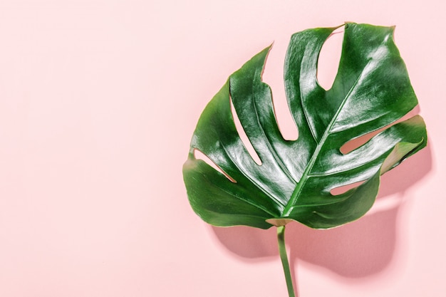 Hoja verde monstera en rosa