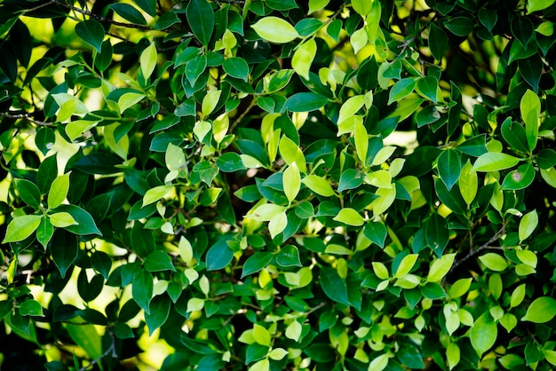 Hoja verde en la naturaleza