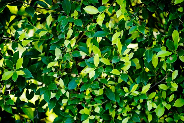 Hoja verde en la naturaleza