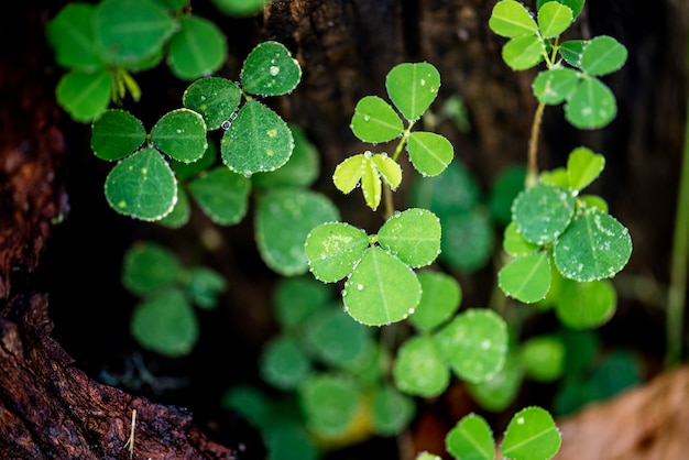 Hoja verde en la naturaleza