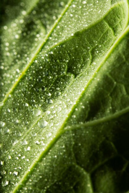 Hoja verde de primer plano con gotas de agua