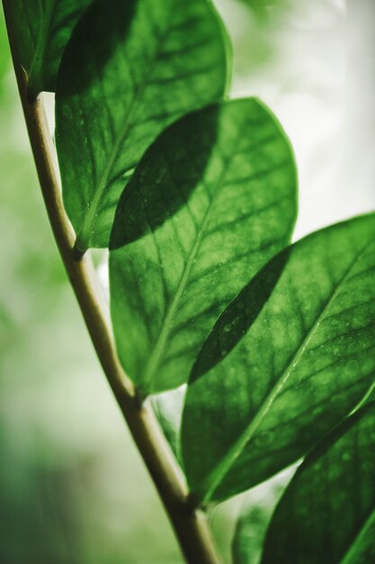 Hoja verde en primer plano