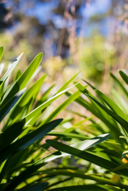 Hojas de Agapanthus