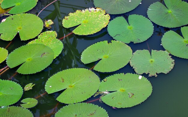 Hojas en el agua