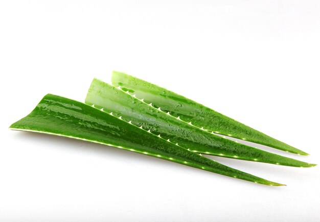 Hojas de aloe vera aisladas en blanco