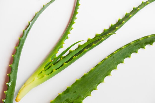 Hojas de aloe vera para tratamiento de belleza