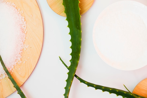 Hojas de aloe vera para tratamiento de belleza