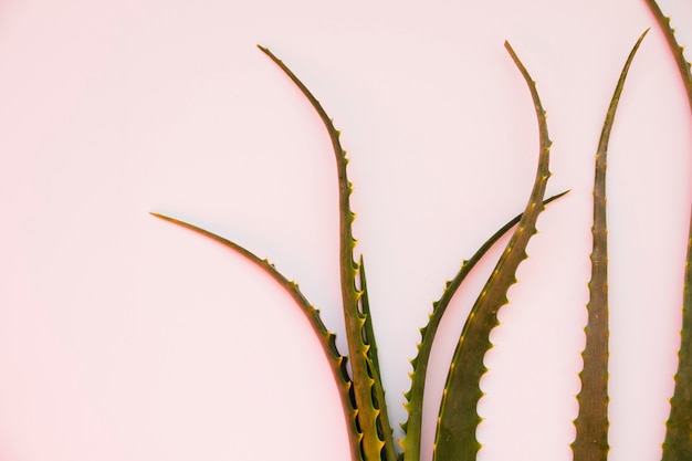 Hojas de aloe vera para tratamiento de belleza