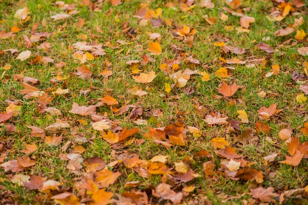 Hojas amarillas, anaranjadas y rojas del otoño en parque hermoso de la caída. Hojas de otoño caídas.