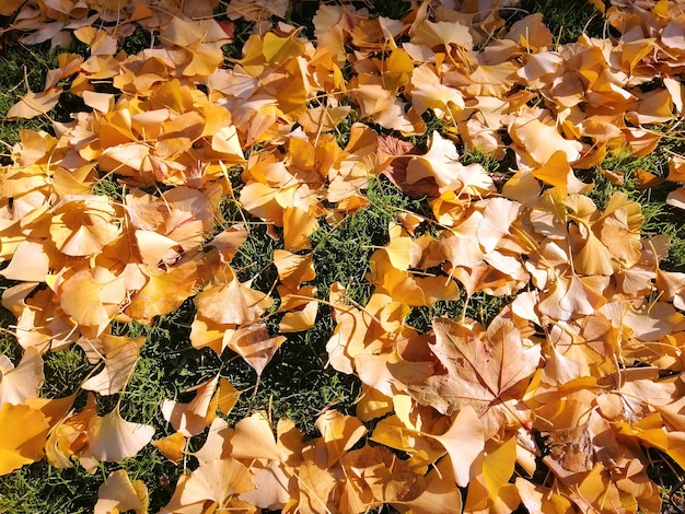 Hojas amarillas caídas sobre la hierba en otoño en Madrid, España