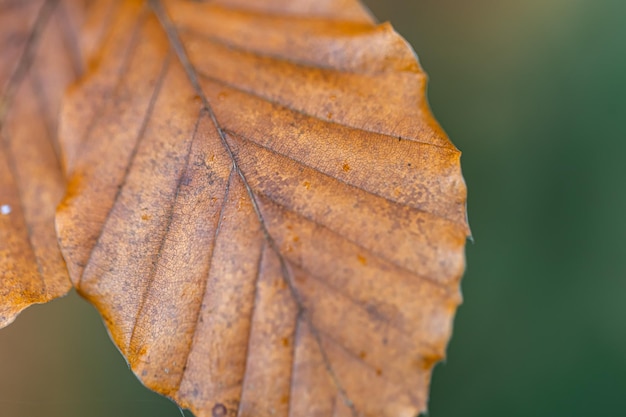 Hojas amarillas de otoño en un árbol en el tiro macro del bosque