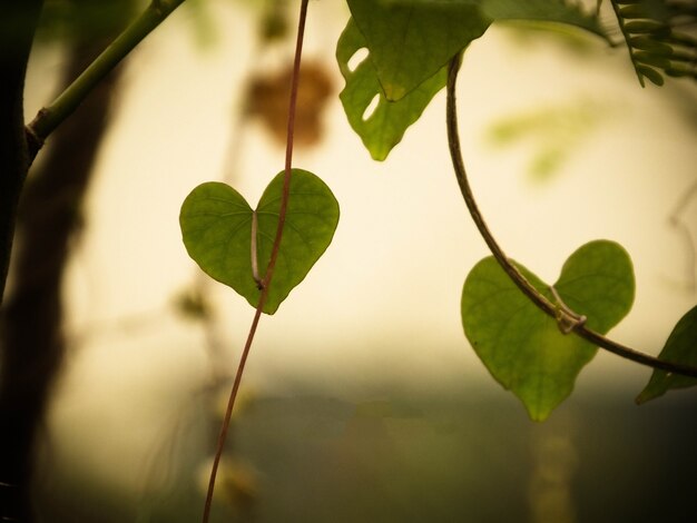Las hojas de amor