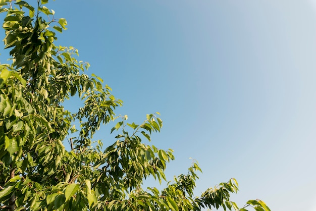 Hojas de árbol de ángulo bajo