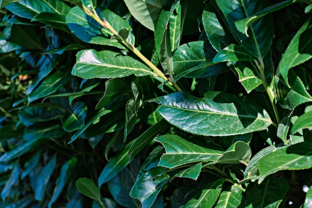 Hojas de un arbusto de hoja perenne. Textura, fondo de verde, arbusto de cerca, enfoque selectivo de las hojas. Planta de jardín, arbusto.