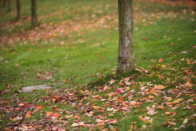 Foto gratuita hojas de arce caídas sobre la hierba